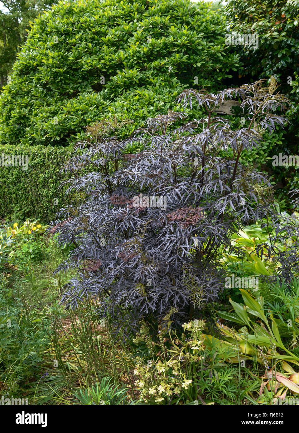 European black elder, Elderberry, Common elder (Sambucus nigra 'Black Lace', Sambucus nigra Black Lace), in a garden, United Kingdom Stock Photo