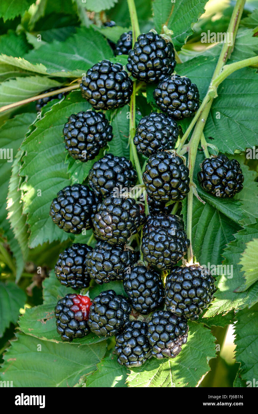 Shrubby blackberry (Rubus fruticosus 'Asterina', Rubus fruticosus Asterina), fruits of cultivar Asterina, Germany Stock Photo