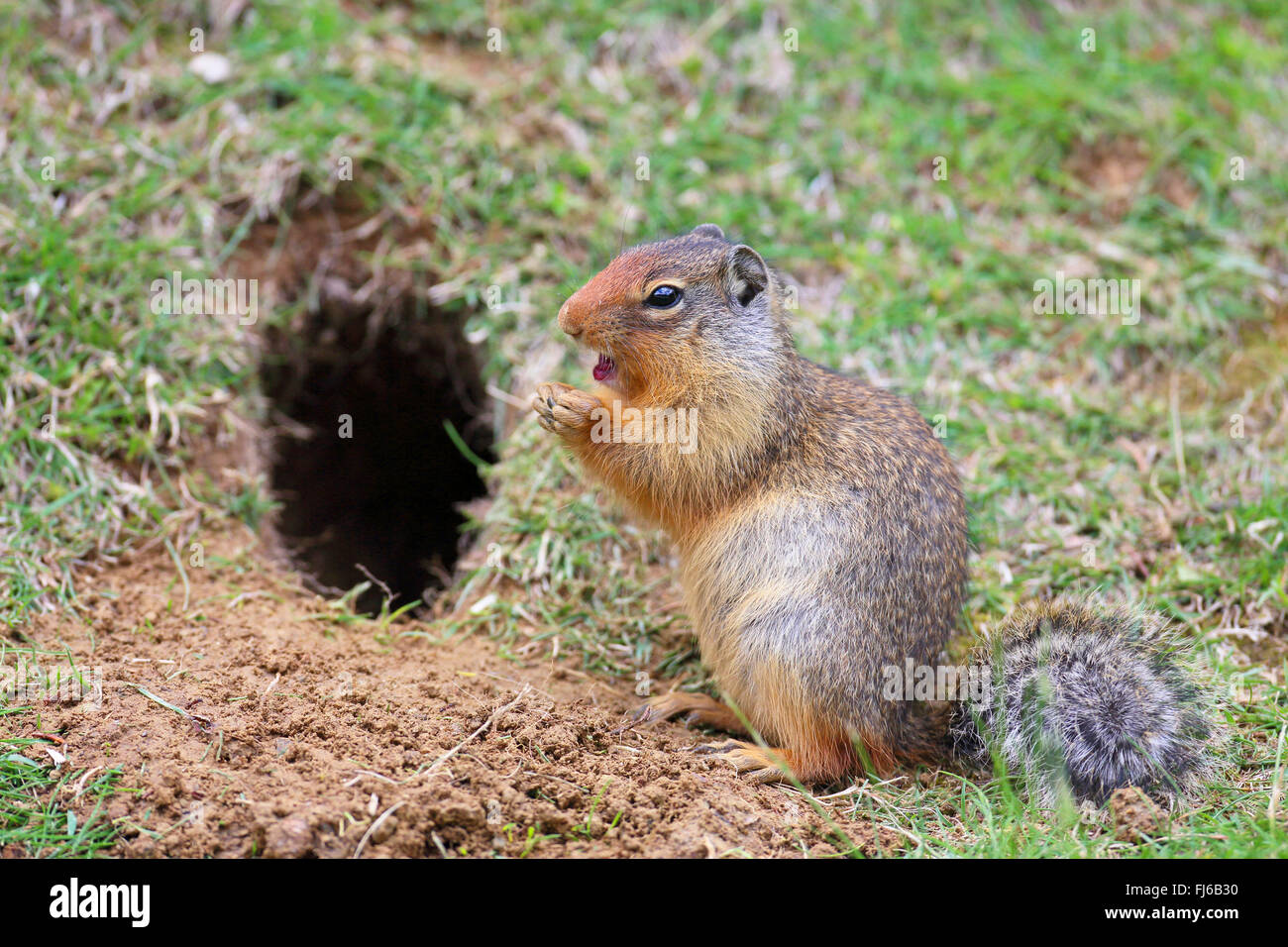 Ground squirrel den hires stock photography and images Alamy