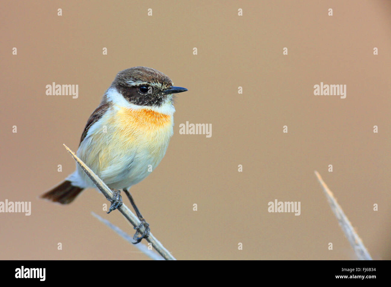 Canary islands chat (Saxicola dacotiae), male sits on agava, Canary Islands, Fuerteventura Stock Photo