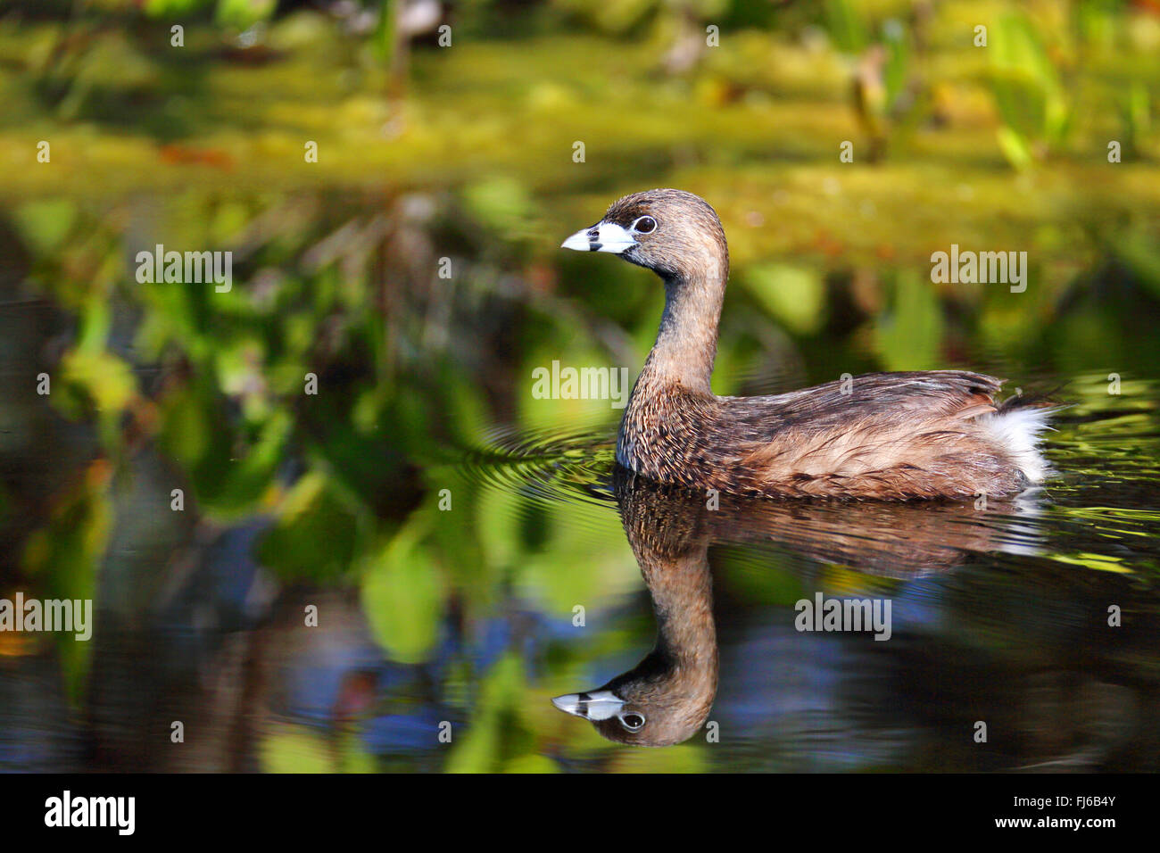pied-billed grebe (Podilymbus podiceps), swimming, with mirror image, USA, Florida, Merritt Island Stock Photo