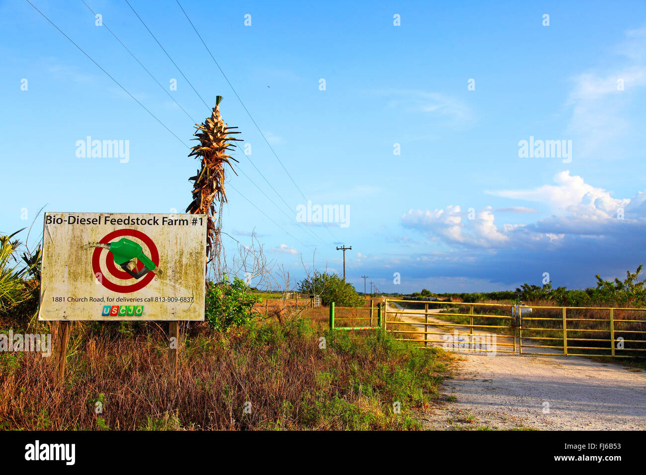 cultivation of plants for bio-diesel, USA, Florida, Immokalee Stock Photo