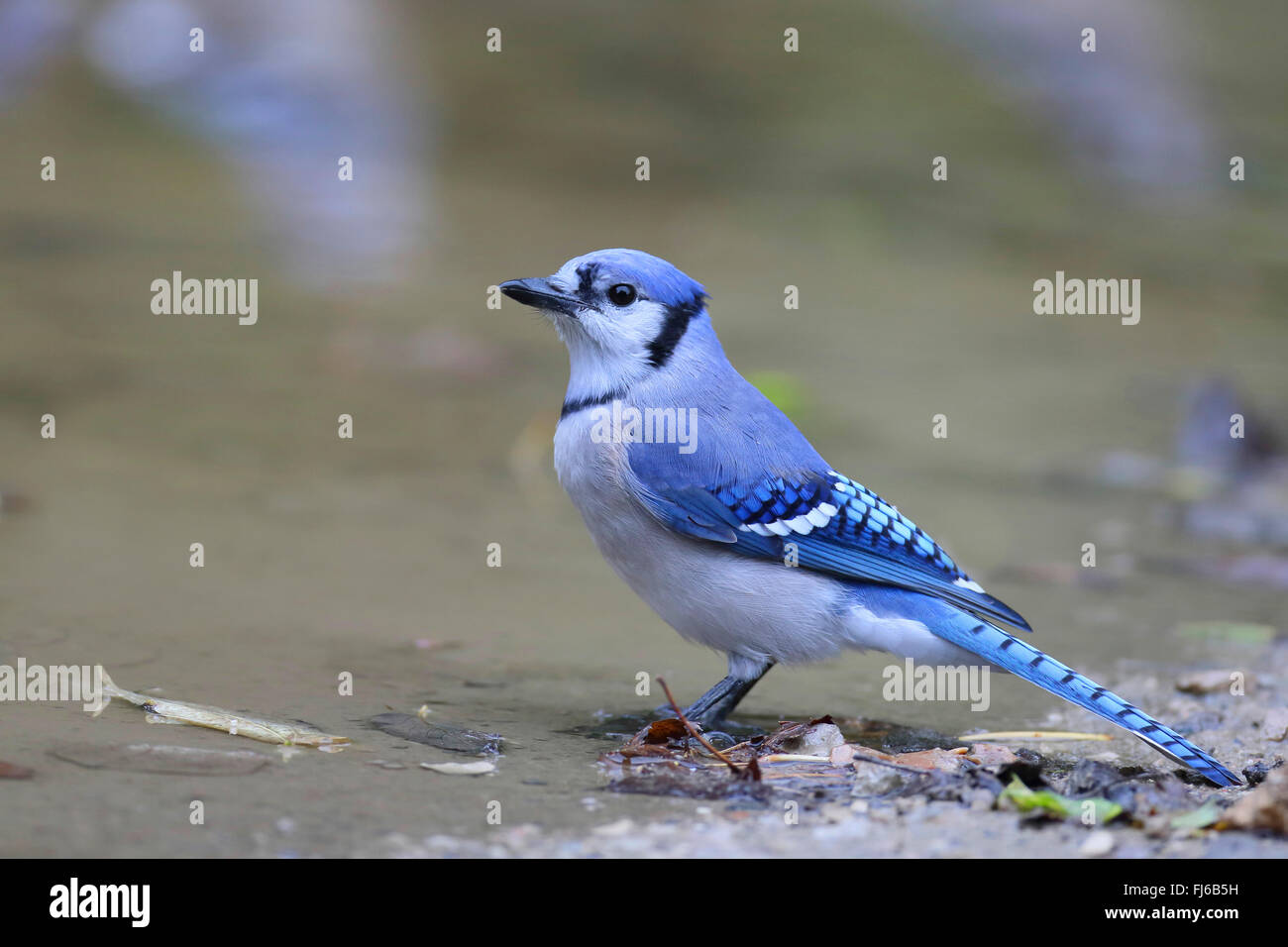 blue jay (Cyanocitta cristata), at water place, Canada, Ontario, Point Pelee National Park Stock Photo