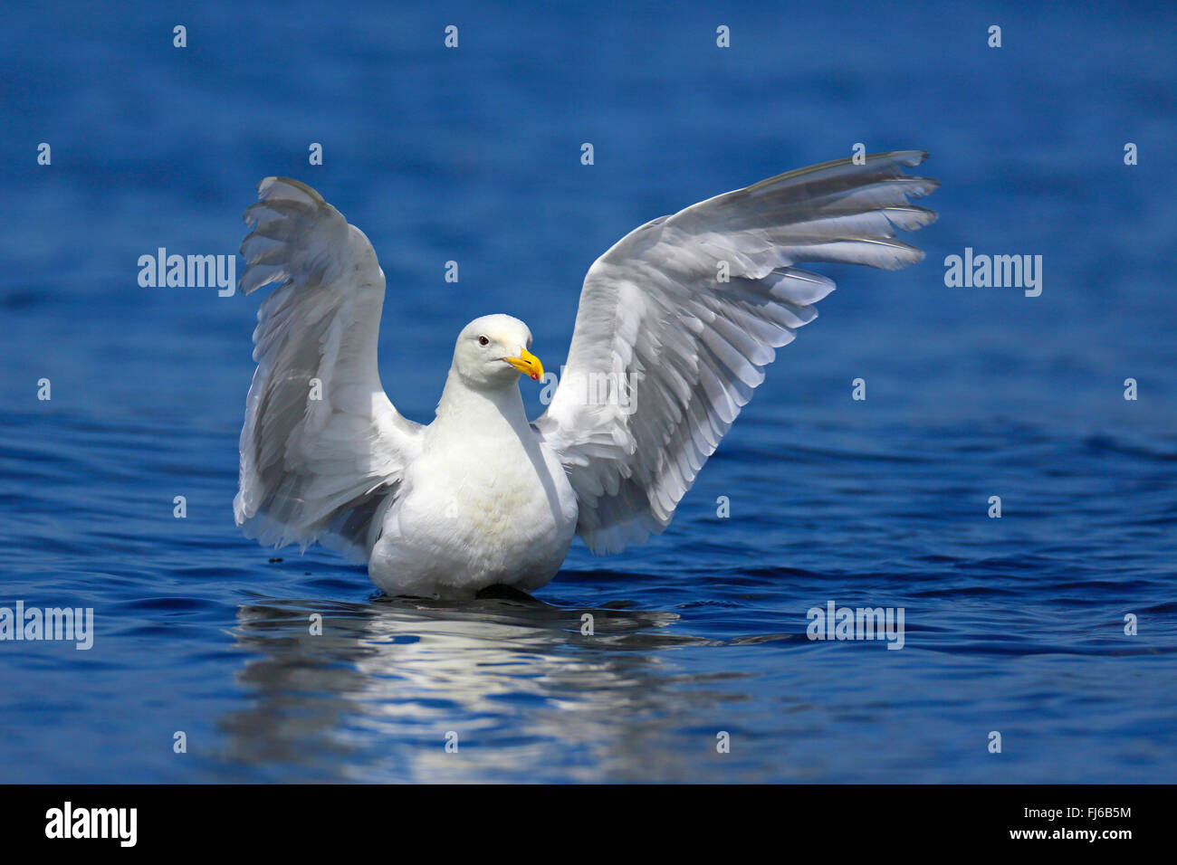 glaucous-winged gull (Larus glaucescens), flapping wings, Canada, Victoria Stock Photo