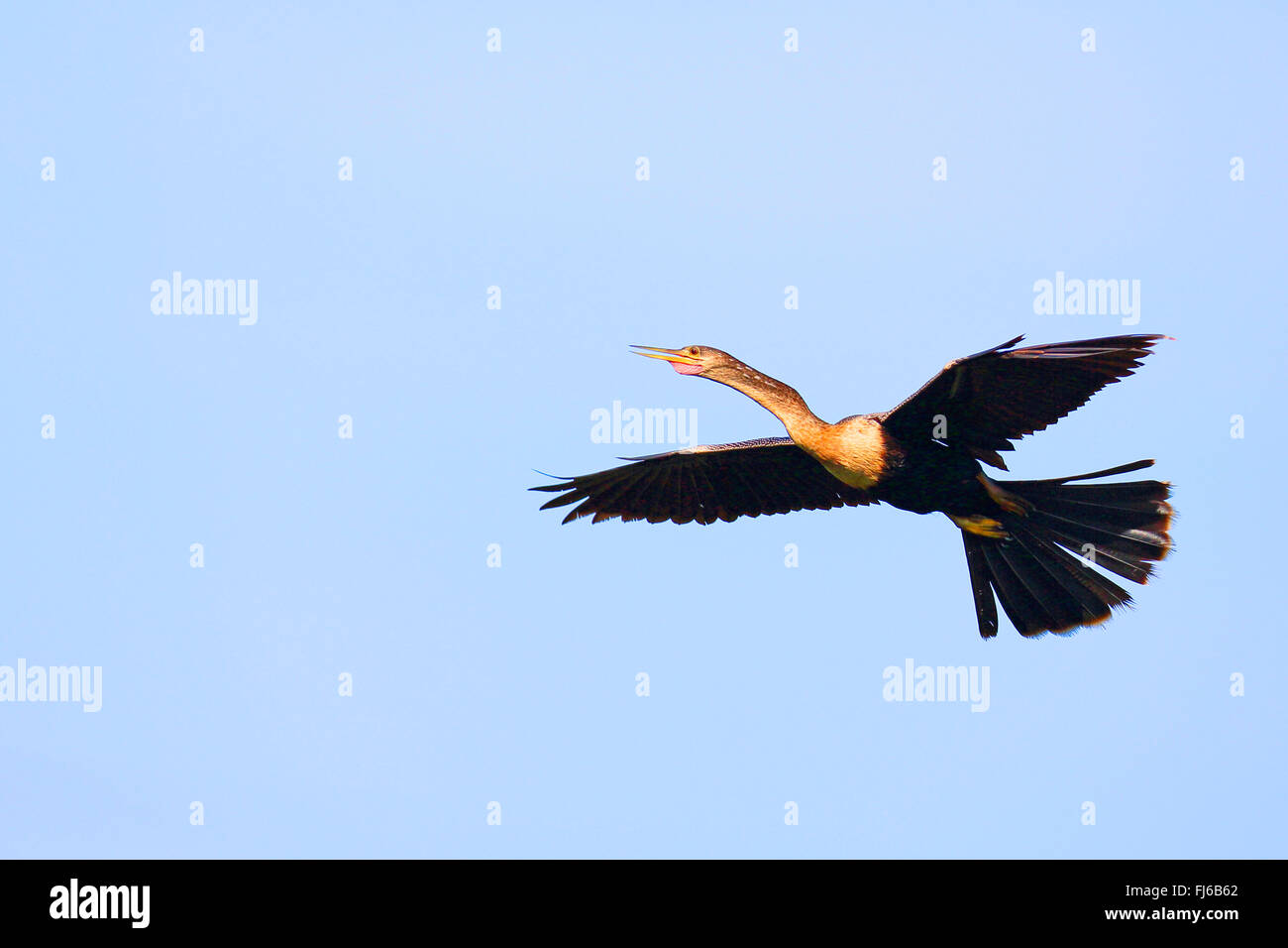 American darter (Anhinga anhinga), flying female, USA, Florida, Venice Stock Photo