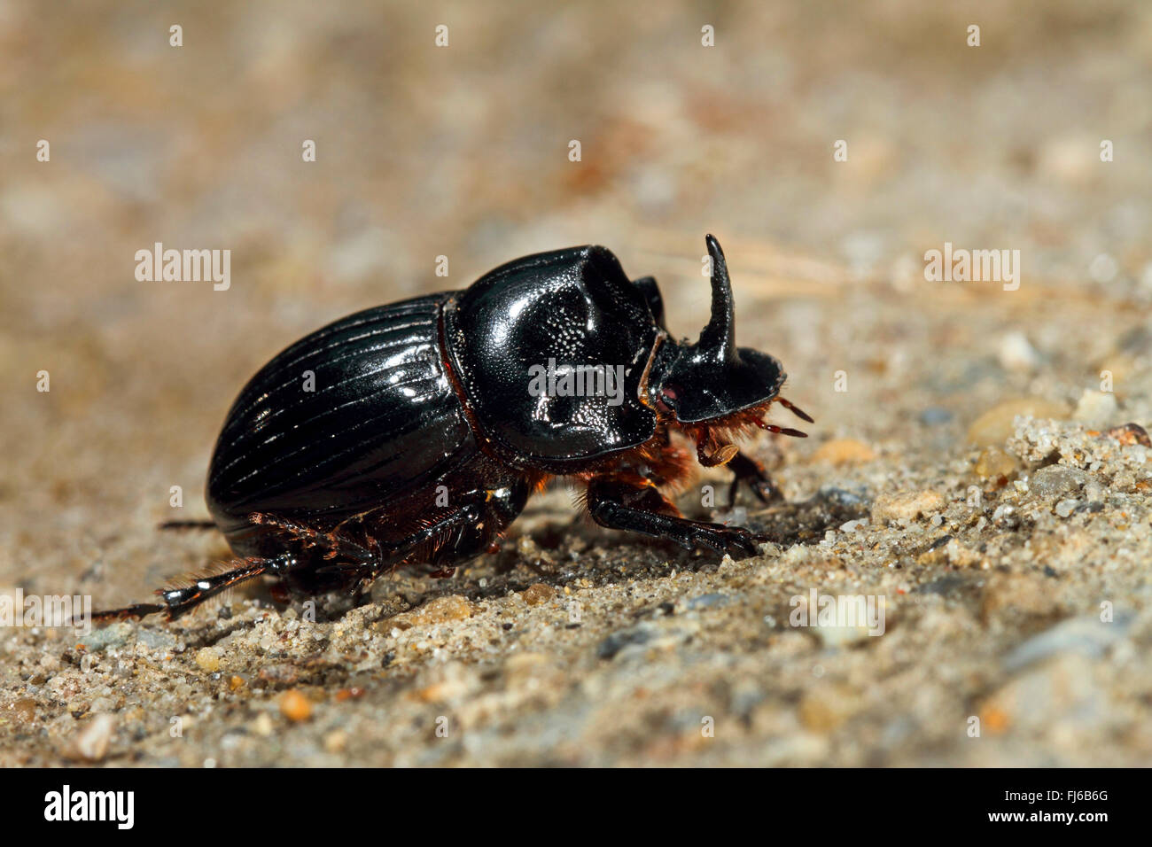 tumblebug, English scarab (Copris lunaris), sittin on sand, Germany Stock Photo