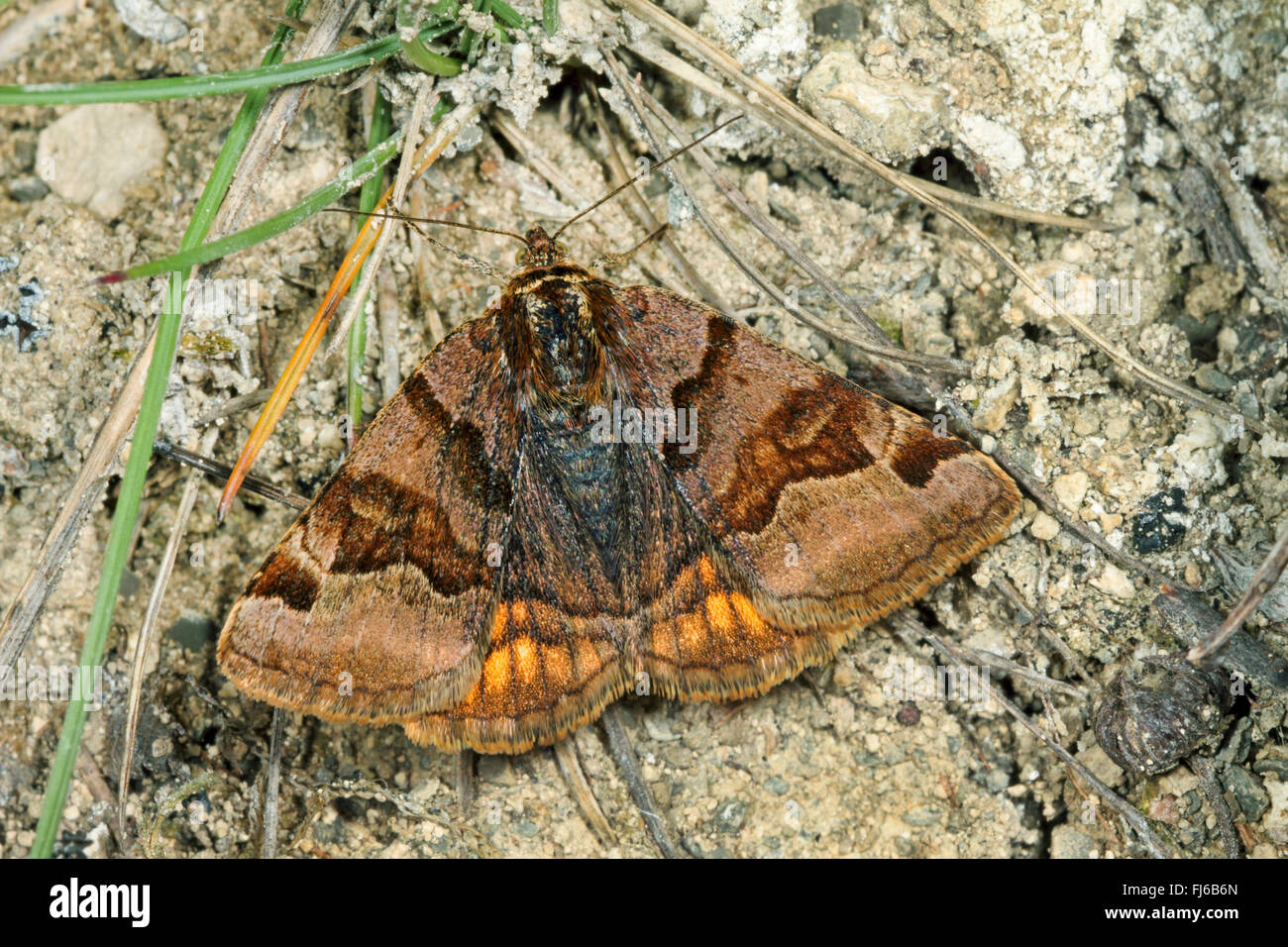 burnet companion (Ectypa glyphica, Euclidia glyphica), on bark, Germany Stock Photo