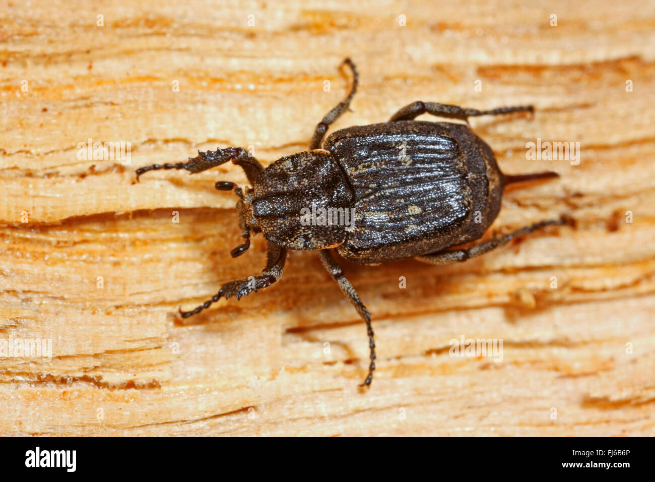 Scarab beetle (Valgus hemipterus, Scarabaeus hemipterus), female on wood, Germany Stock Photo
