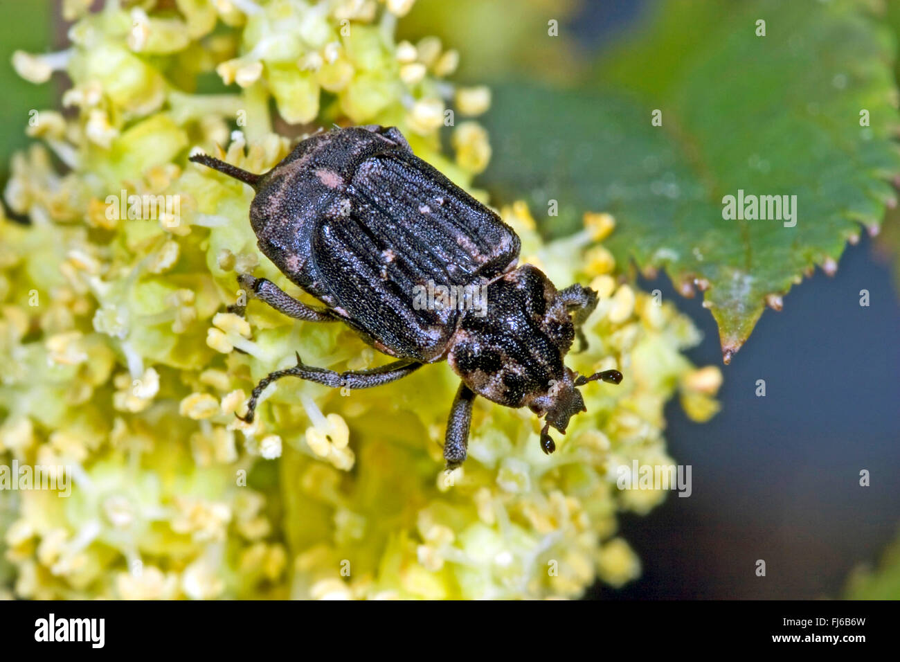 Scarab beetle (Valgus hemipterus, Scarabaeus hemipterus), female on flowers, Germany Stock Photo