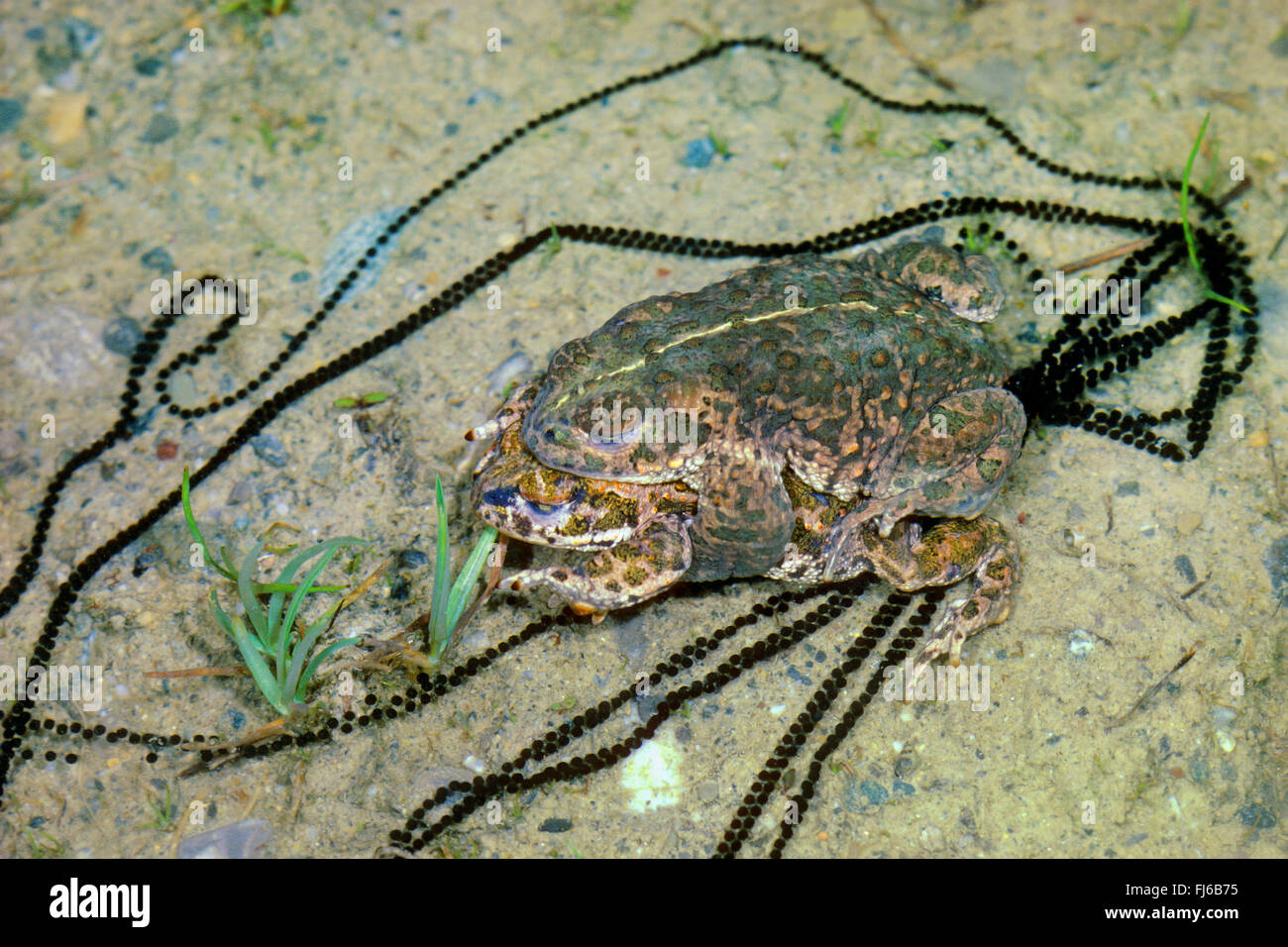 natterjack toad, natterjack, British toad (Bufo calamita), mating, strings of spawn, Germany Stock Photo