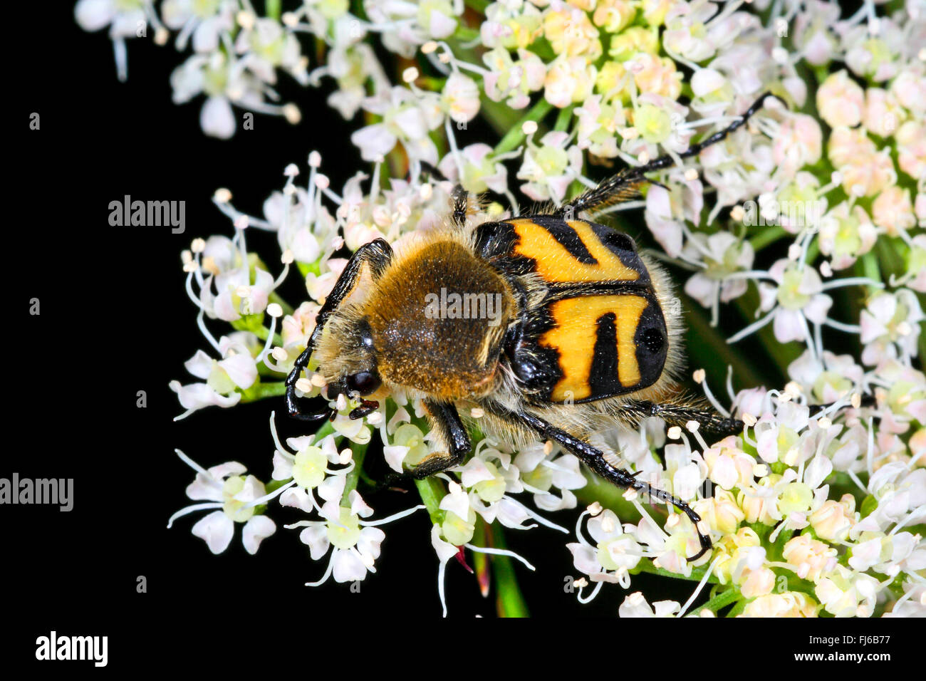 bee chafer, bee beetle (Trichius fasciatus), on  a composite, Germany Stock Photo