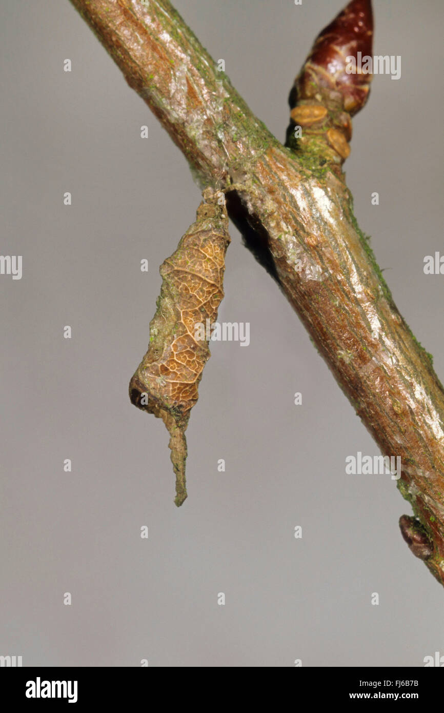 poplar admiral (Limenitis populi), overwintering catrpilacaterpillar, Germany Stock Photo