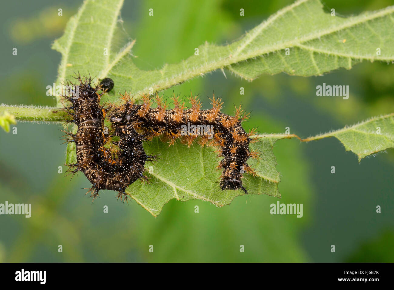 map butterfly (Araschnia levana), caterpillars on a nettle leaf, Germany Stock Photo