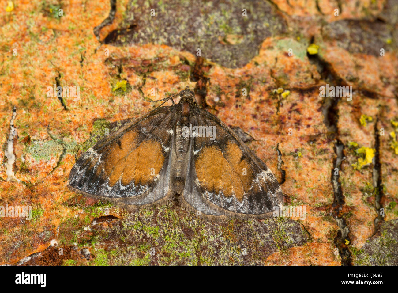 Common marbled carpet hires stock photography and images Alamy