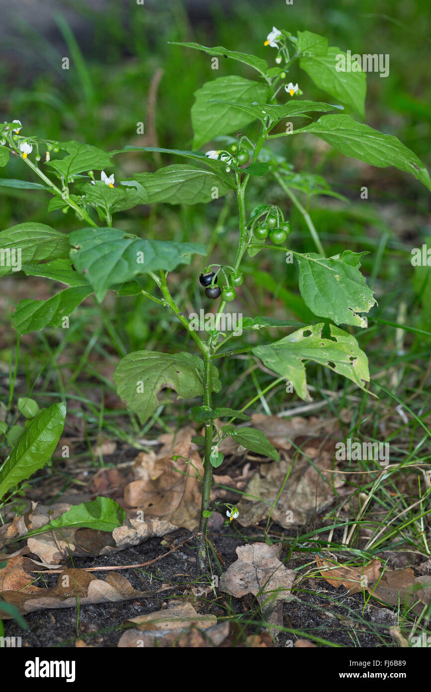 Common nightshade, Black nightshade (Solanum nigrum subsp. nigrum), blooming, Germany Stock Photo