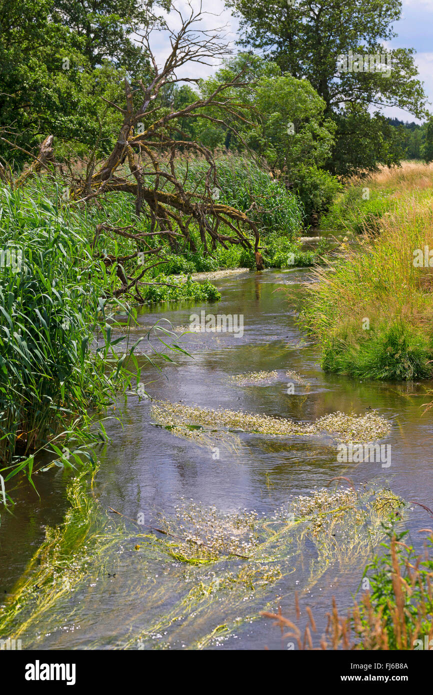 water crowfoot (Ranunculus aquatilis agg.), natural creek Schaale, Germany Stock Photo