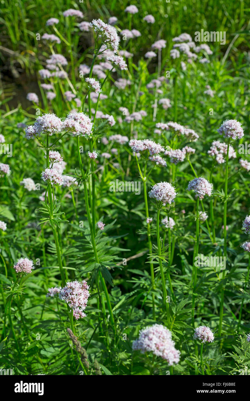 common valerian, all-heal, garden heliotrope, garden valerian (Valeriana officinalis), blooming, Germany Stock Photo