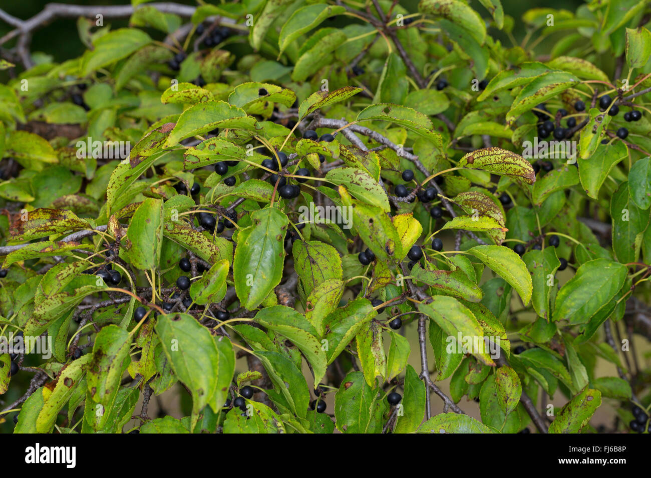 common buckthorn (Rhamnus catharticus), fruit on a branch, Germany Stock Photo