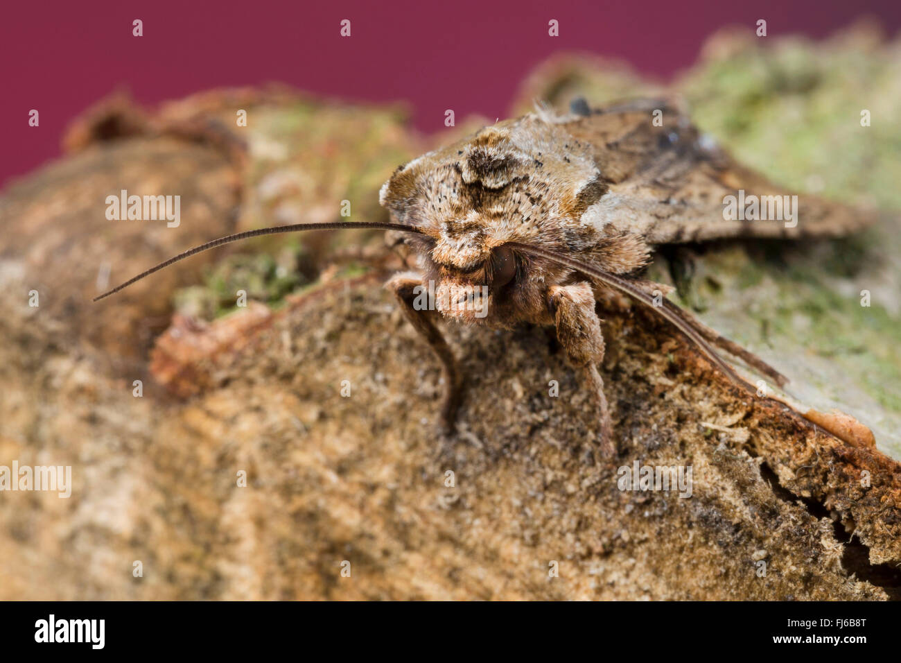 Noctuid moth (Lithophane socia, Lithophane hepatica), portrait, Germany Stock Photo