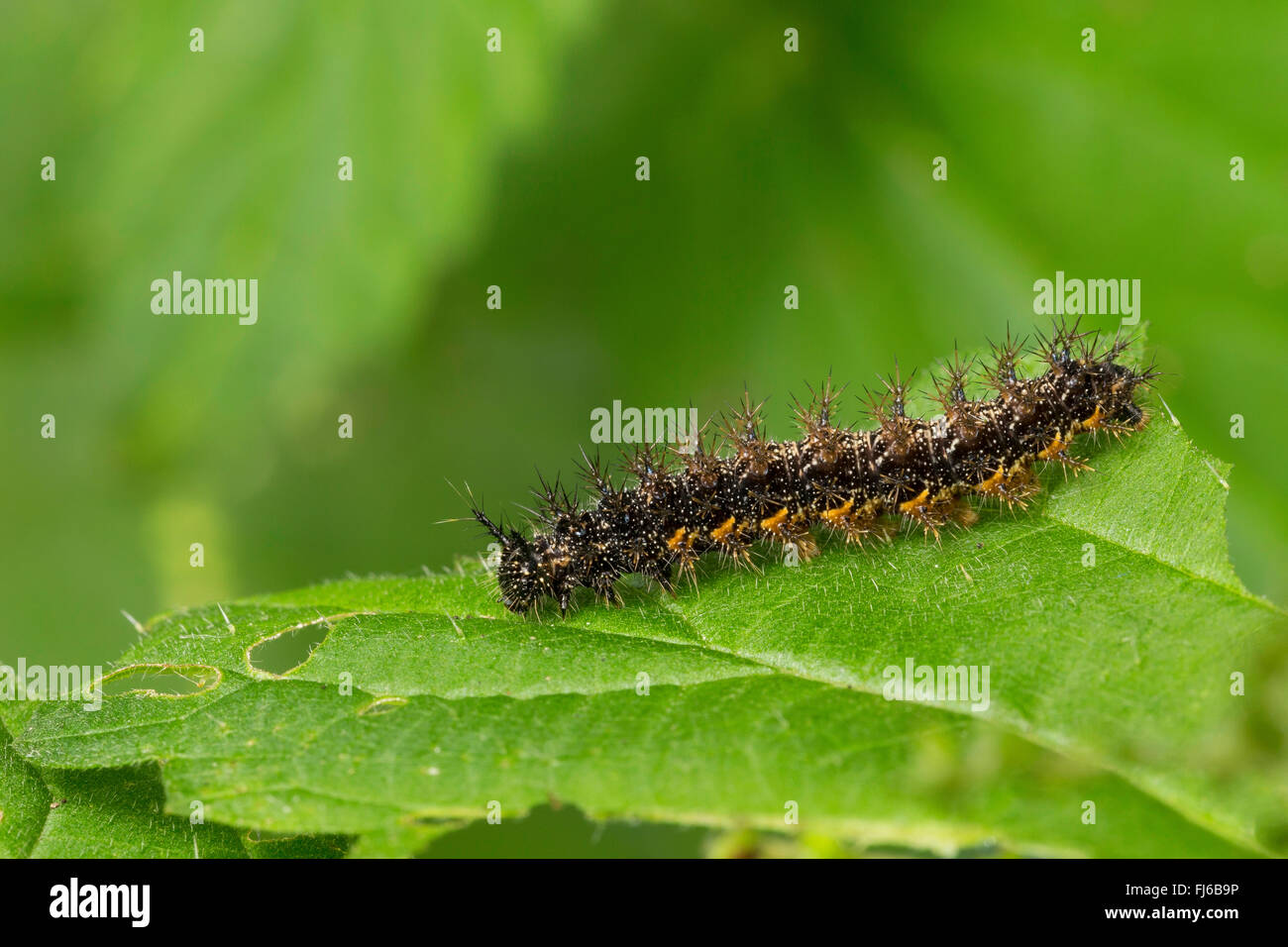 map butterfly (Araschnia levana), caterpillar on a nettle leaf, Germany Stock Photo
