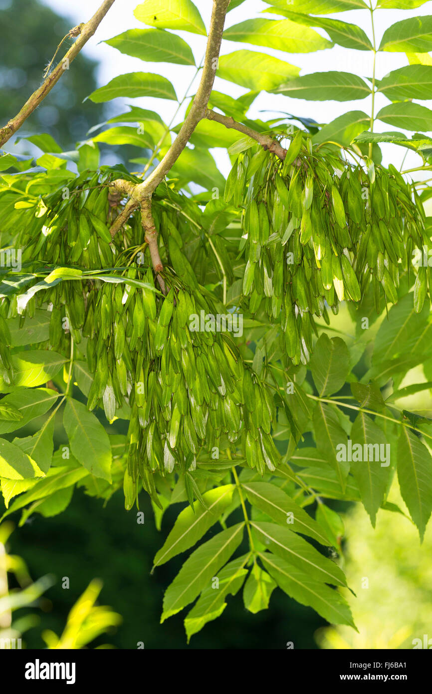 common ash, European ash (Fraxinus excelsior), branch with immature fruits, Germany Stock Photo