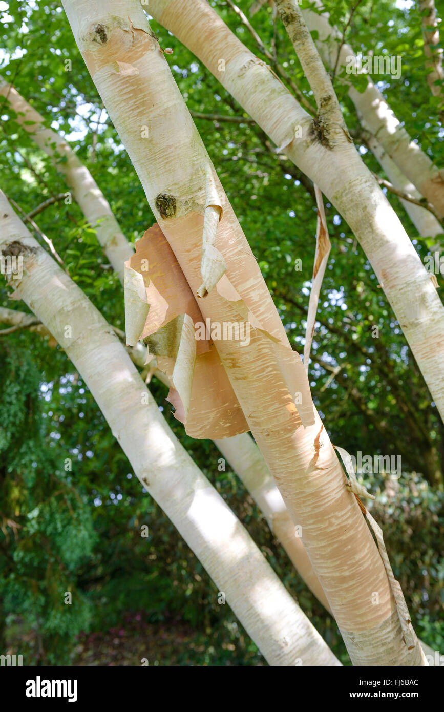Erman's Birch, Russian Rock Birch (Betula ermanii 'Grayswood Hill', Betula ermanii Grayswood Hill), trunks of cultivar Grayswood Hill, United Kingdom Stock Photo