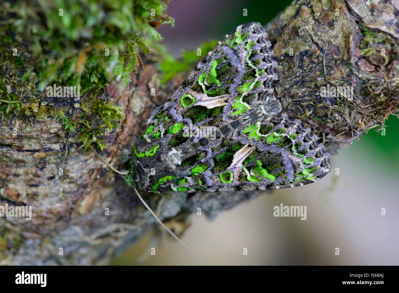 Orache Moth (Trachea atriplicis), resting on a branch, Germany, Bavaria Stock Photo