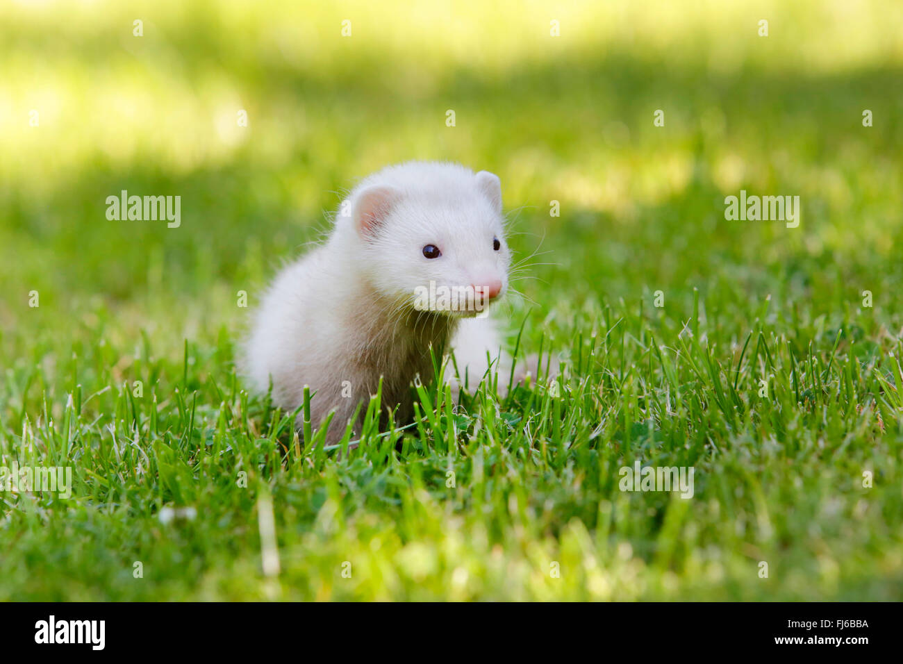 domestic polecat, domestic ferret (Mustela putorius f. furo, Mustela putorius furo), young animal sitting in a meadow, Germany, Bavaria Stock Photo