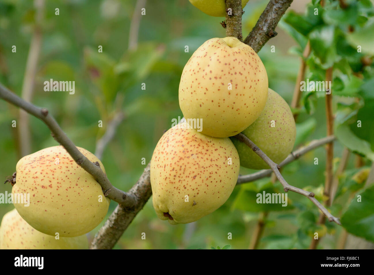 Ornamental quince (Chaenomeles x superba 'Fusion', Chaenomeles x superba Fusion), fruits of the cultivar Fusion, Germany Stock Photo