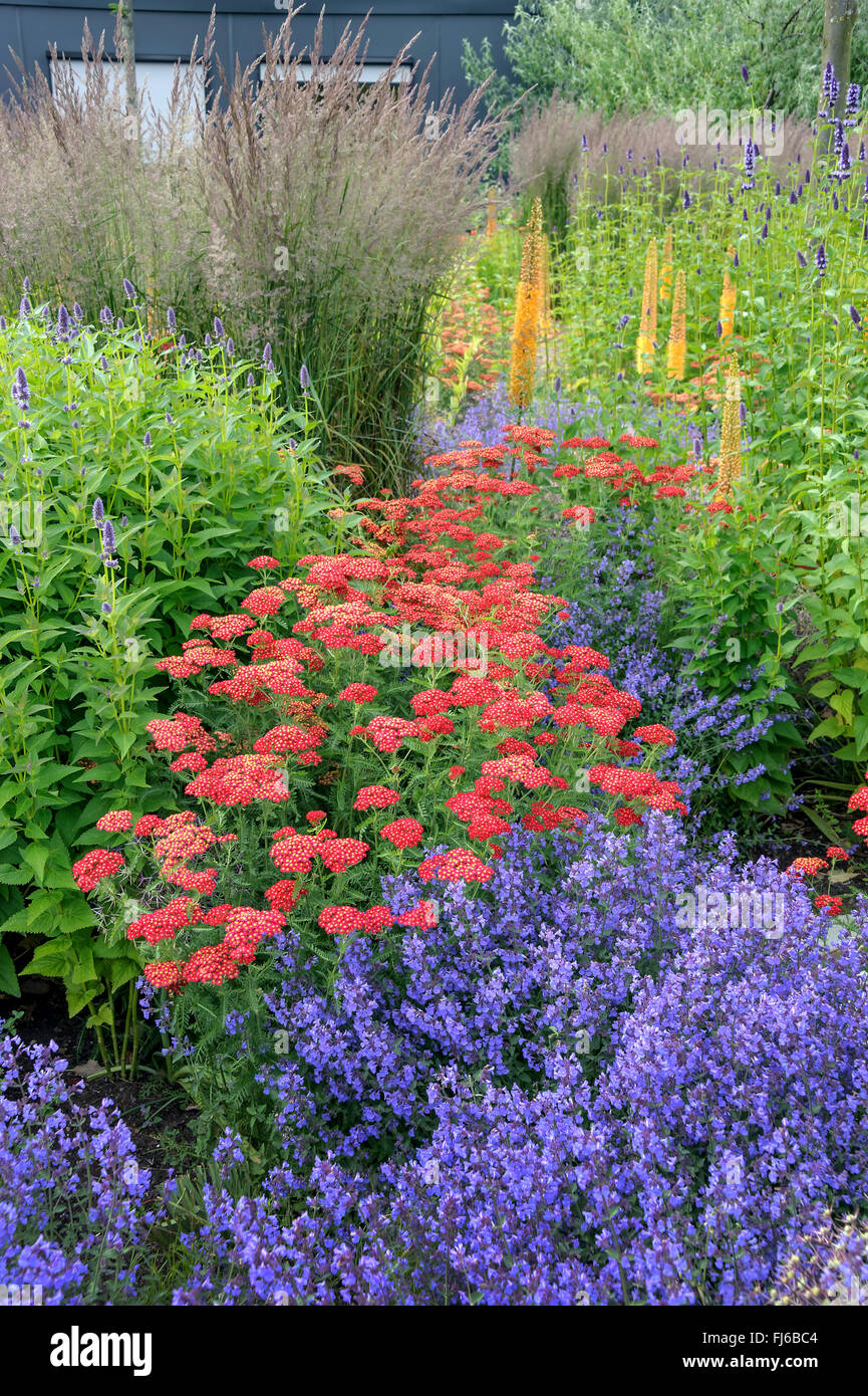 Yarrow, Common yarrow (Achillea millefolium 'Paprika', Achillea millefolium Paprika), cultivar Paprika in a flowerbed with Agastache Blue Fortune and Nepeta Kit Cat, Netherlands Stock Photo