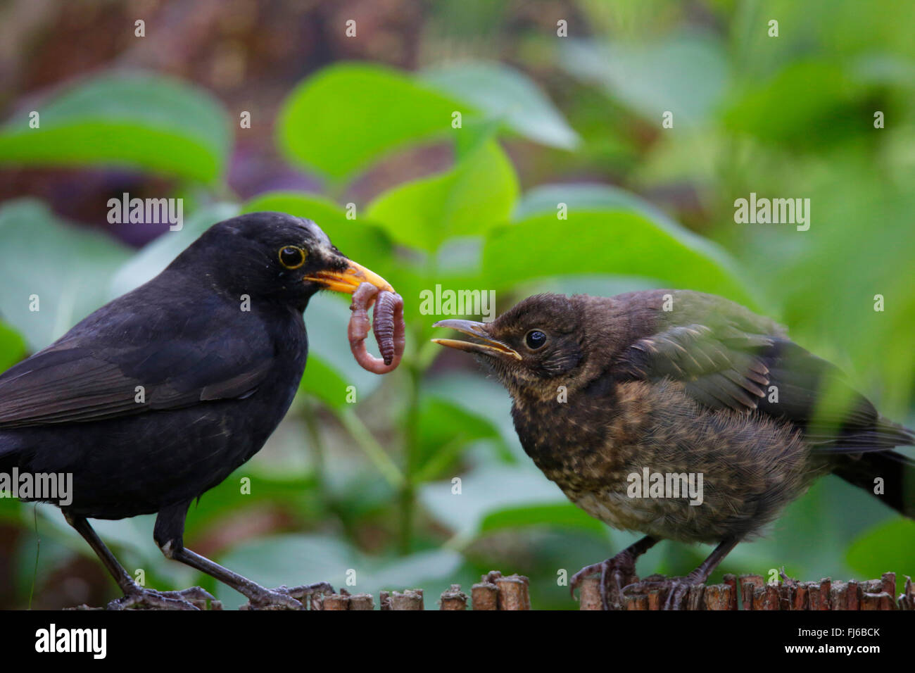 blackbird (Turdus merula), male offering young bird an earth worm, Germany, Bavaria Stock Photo