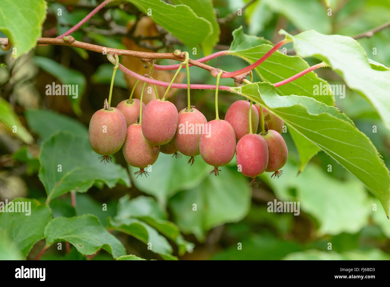 Actinidia arguta Tara Vine