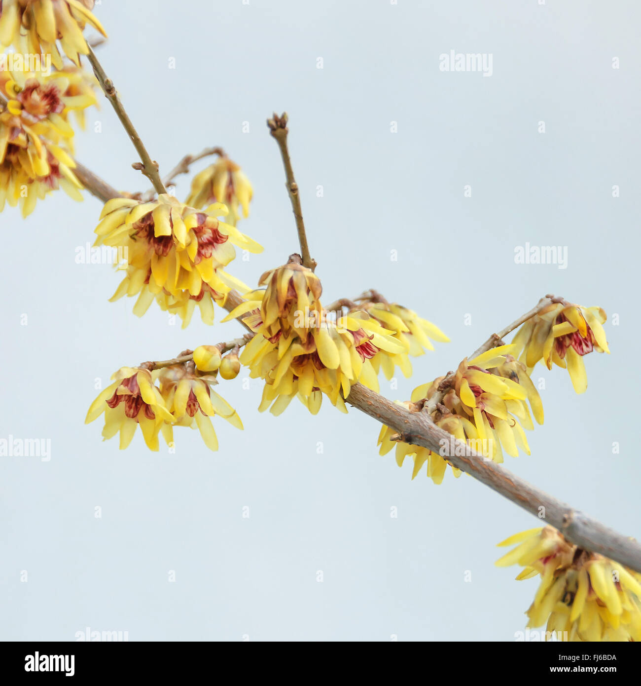 wintersweet (Chimonanthus praecox), blooming branch, Germany Stock Photo