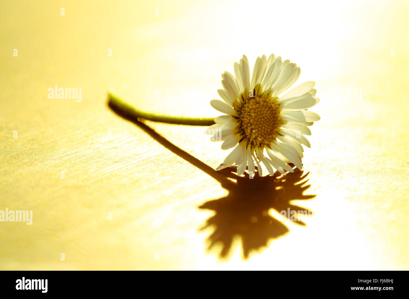 detail of daisy retro filtered effect Stock Photo - Alamy
