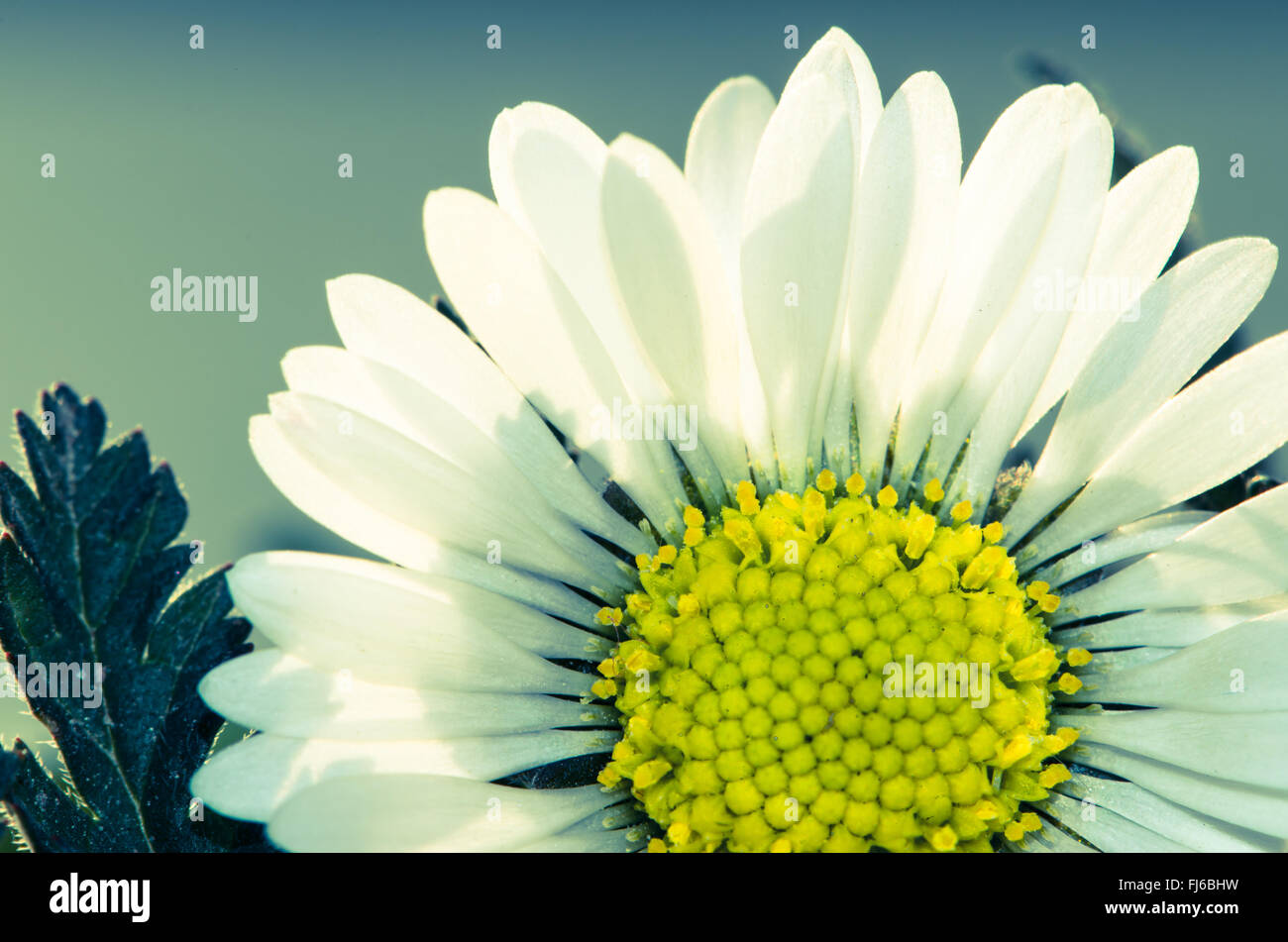 detail of daisy retro filtered effect Stock Photo - Alamy