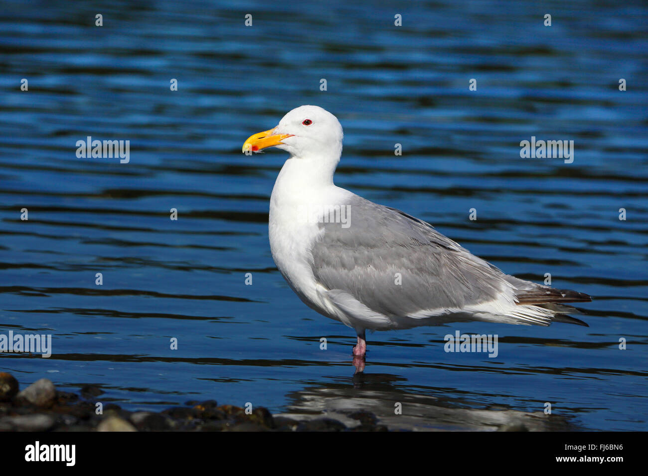 glaucous-winged gull (Larus glaucescens), stands on shore, Canada, Victoria Stock Photo