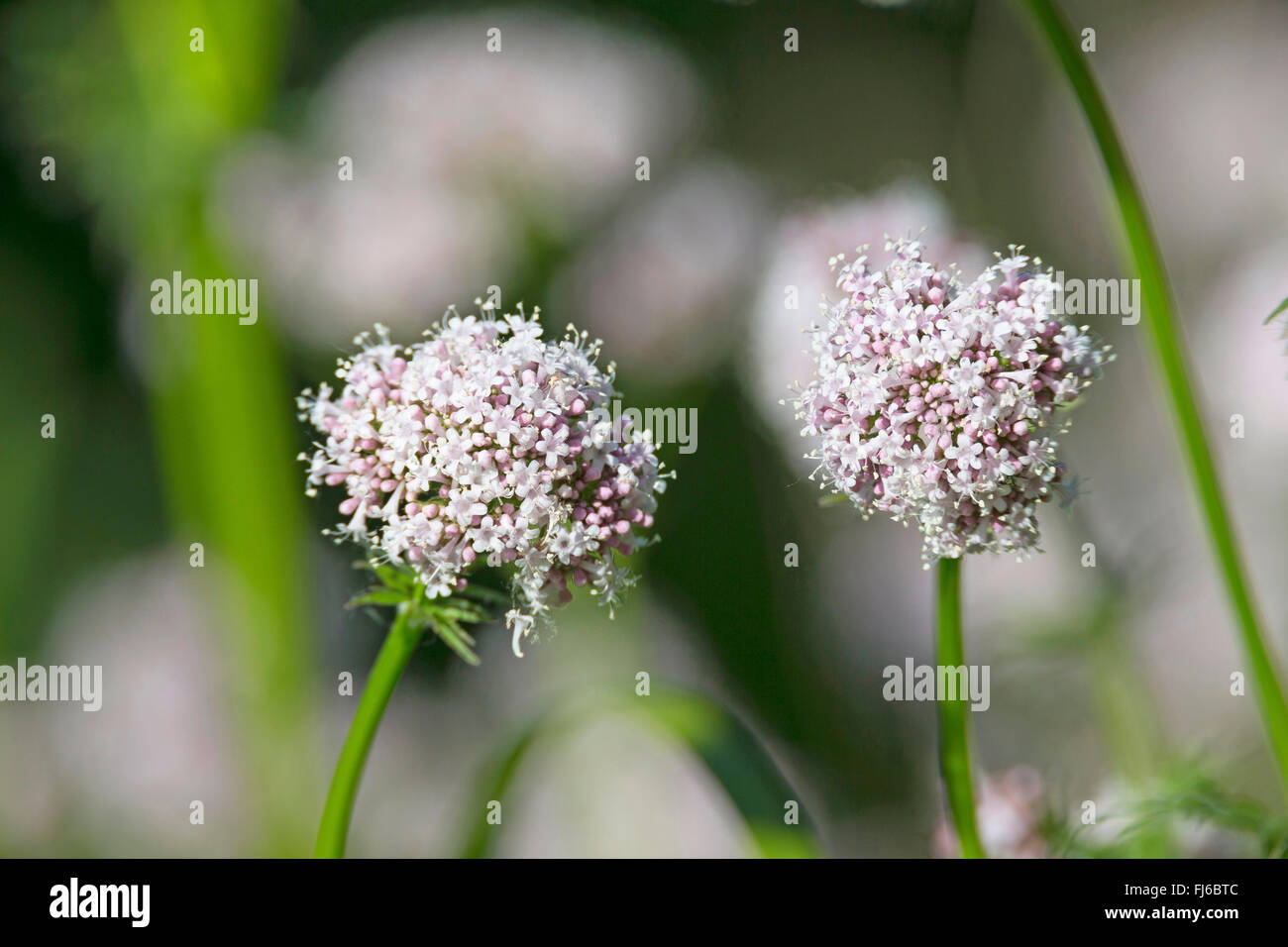 common valerian, all-heal, garden heliotrope, garden valerian (Valeriana officinalis), blooming, Germany Stock Photo