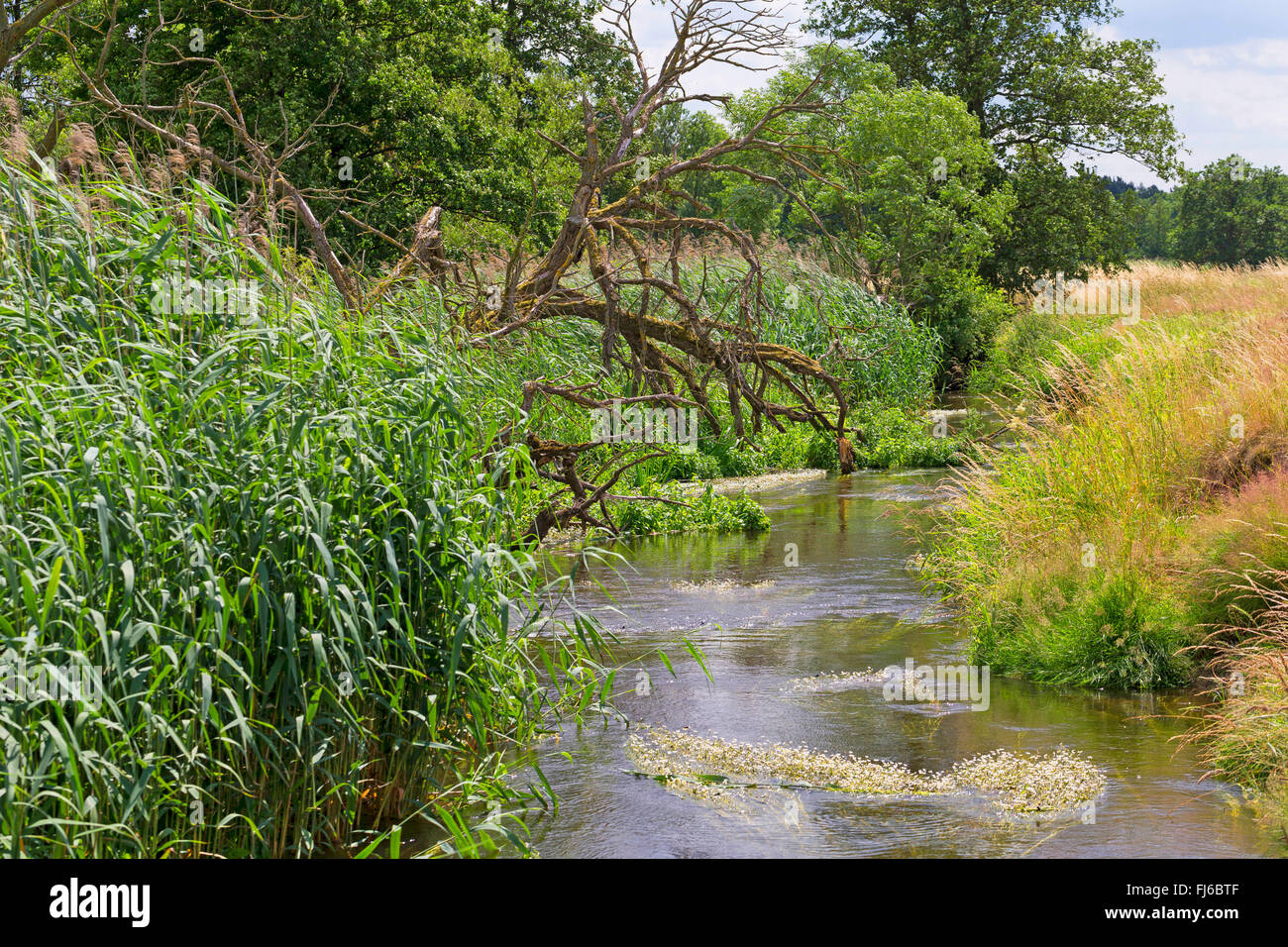 water crowfoot (Ranunculus aquatilis agg.), natural creek Schaale, Germany Stock Photo