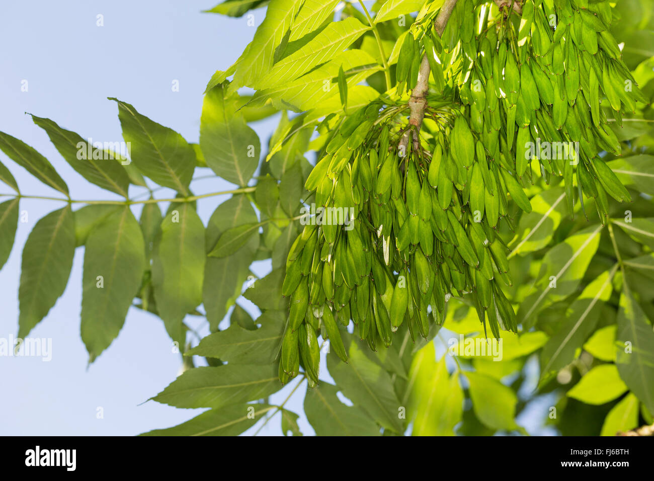 common ash, European ash (Fraxinus excelsior), branch with immature fruits, Germany Stock Photo