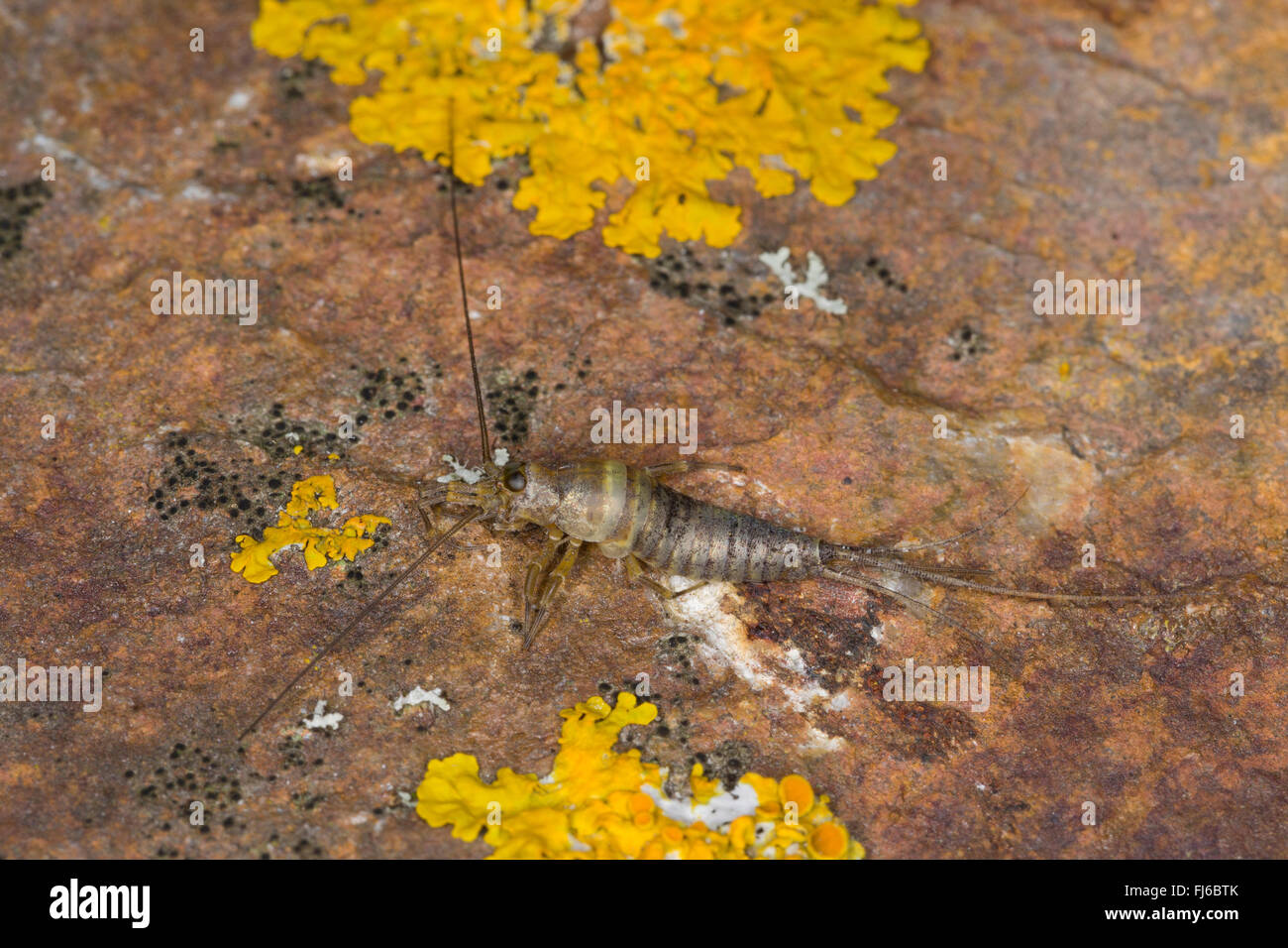 Jumping bristletails (Petrobius brevistylis, Petrobius brevistylus), sittin on a rock, Germany Stock Photo