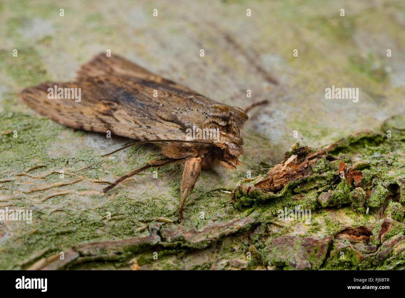 Noctuid moth (Lithophane socia, Lithophane hepatica), on bark, Germany Stock Photo