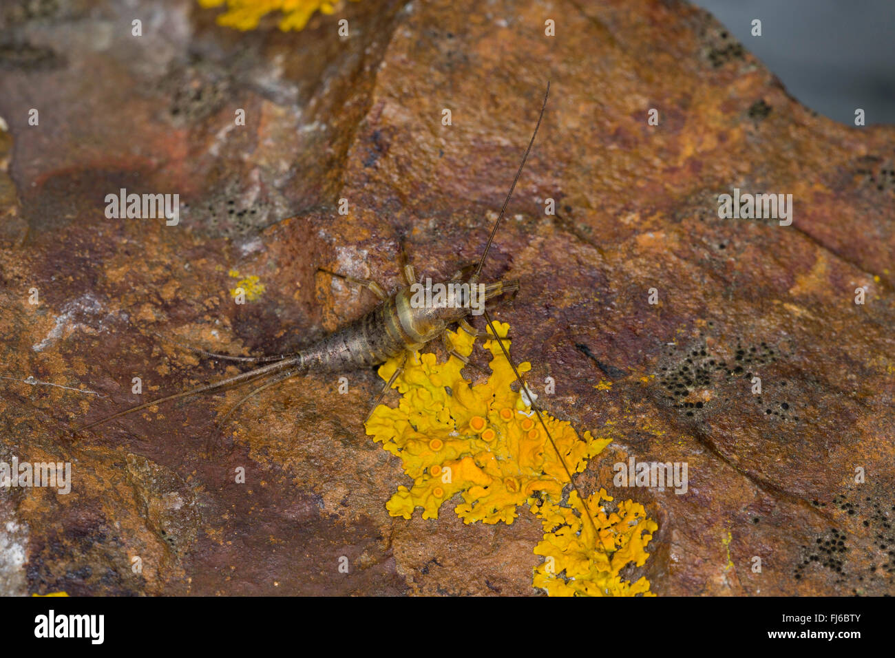 Jumping bristletails (Petrobius brevistylis, Petrobius brevistylus), sittin on a rock, Germany Stock Photo