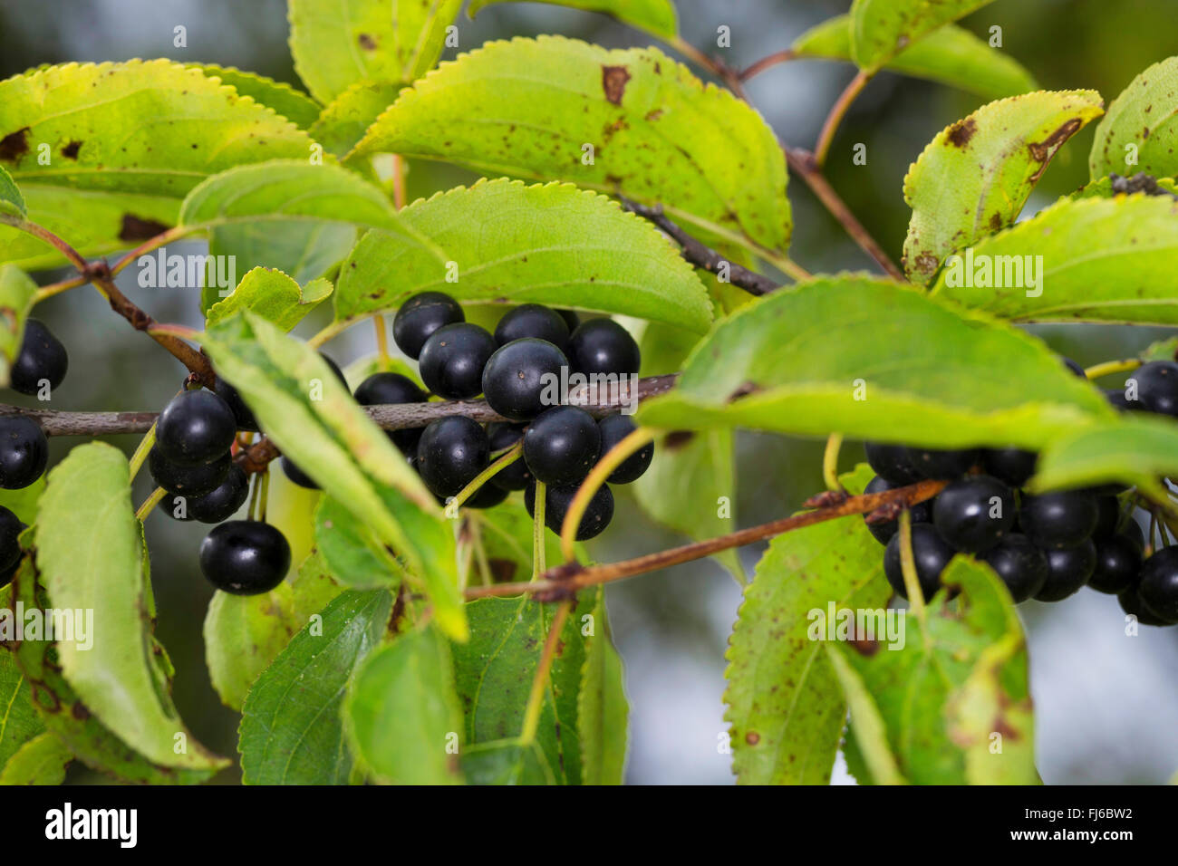 common buckthorn (Rhamnus catharticus), fruit on a branch, Germany Stock Photo