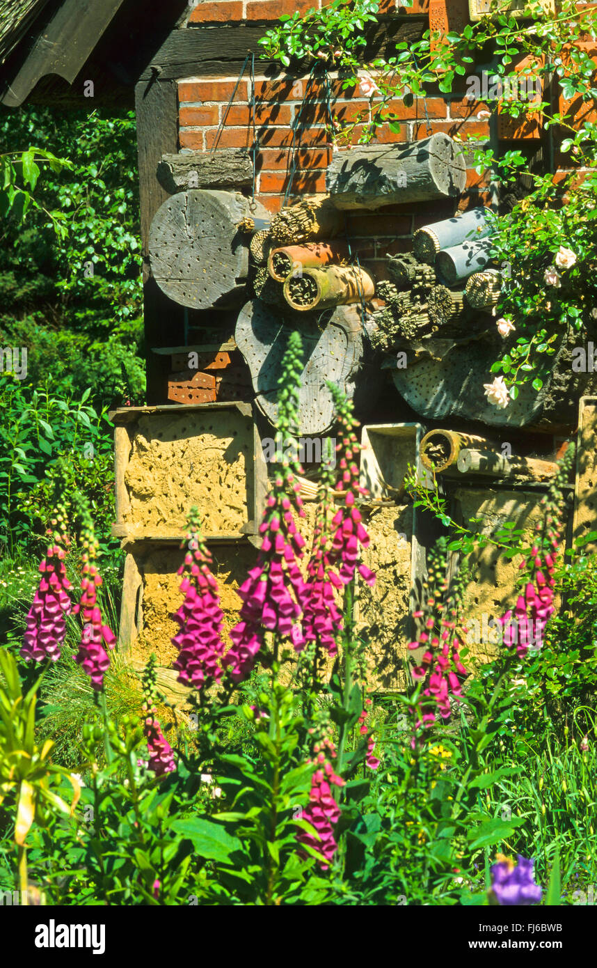 insect hotel with foxglove, Germany Stock Photo