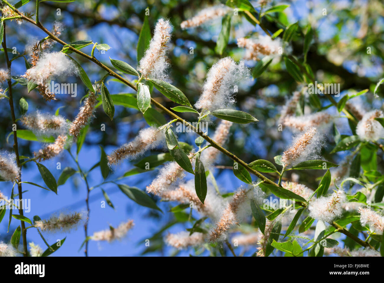 White willow (Salix alba), branch with fruits, Germany Stock Photo Alamy