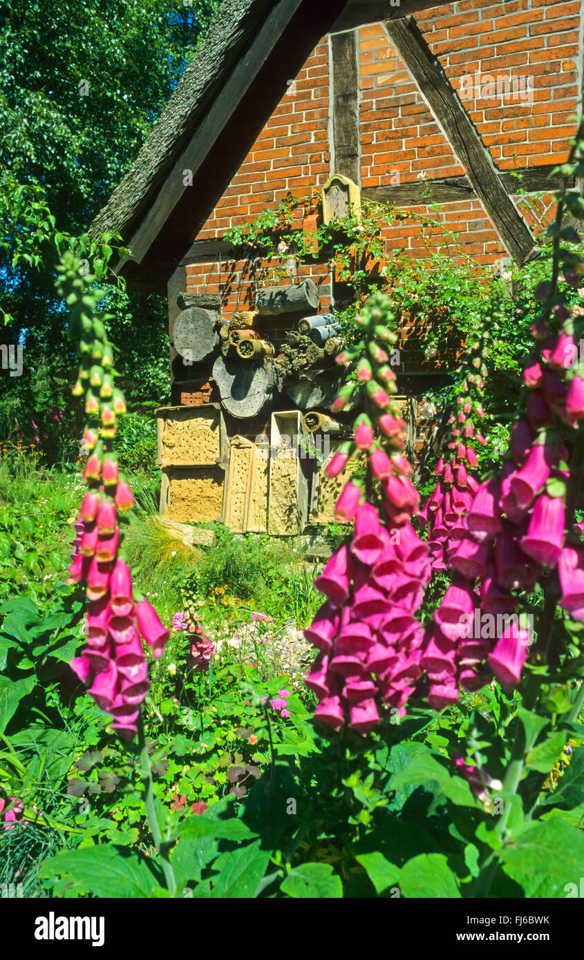 insect hotel with foxglove, Germany Stock Photo