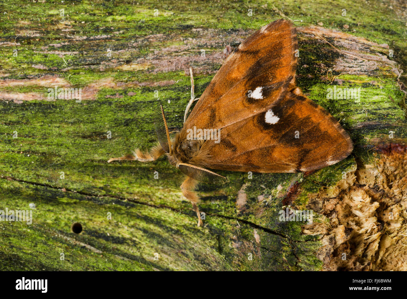 vapourer moth, common vapourer, rusty tussock moth (Orgyia antiqua, Orgyia recens), male on wood, Germany Stock Photo