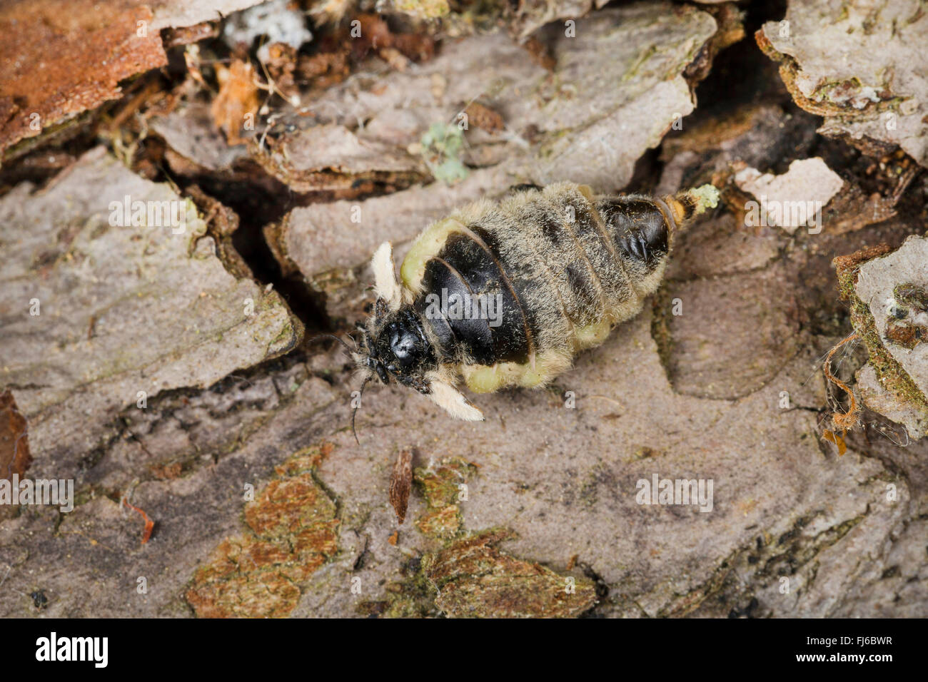 vapourer moth, common vapourer, rusty tussock moth (Orgyia antiqua, Orgyia recens), wingless female, Germany Stock Photo