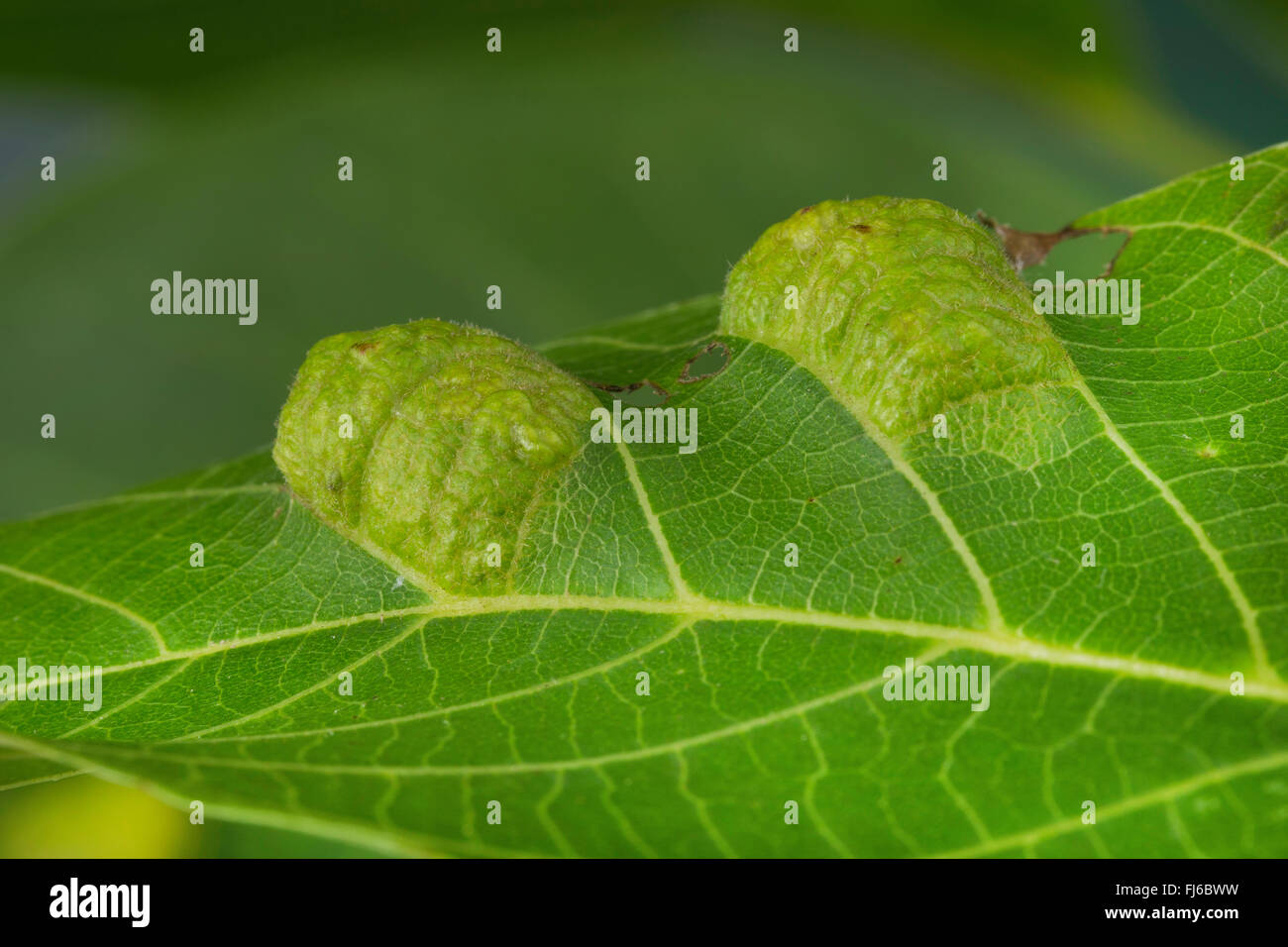 Walnut Leaf Gall Mite (Eriophyes erineus, Aceria erinea, Aceria erineus), damage on walnut leaves, Germany Stock Photo