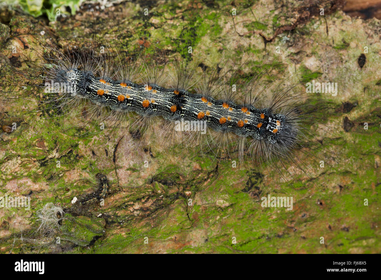 Four-spotted Footman (Lithosia quadra), caterpillar, Germany Stock Photo